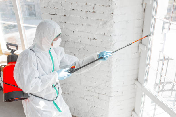 Biohazard Mold Removal in Mineral Wells, TX